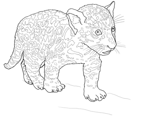 Baby Jaguar Coloring Page